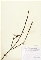 藏品(長穗木)的圖片